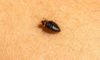 Bed Bug Infestations: How to Identify, Treat, and Prevent Them