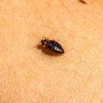Bed Bug Infestations: How to Identify, Treat, and Prevent Them