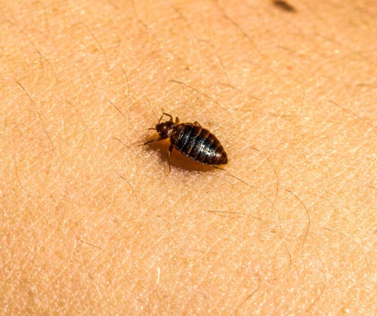 Bed Bug Infestations: How to Identify, Treat, and Prevent Them