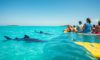 Whale Shark Tips and Best Times for Swimming in Belize