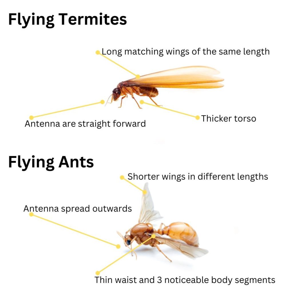 Flying Termites: Importance and How to Handle Them