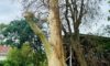 Spotted Gum Tree Struck by Lightning in Adamstown Heights
