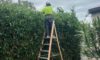 Hedging Plants: Easy-Care Options for Newcastle Gardens