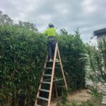 Hedging Plants: Easy-Care Options for Newcastle Gardens