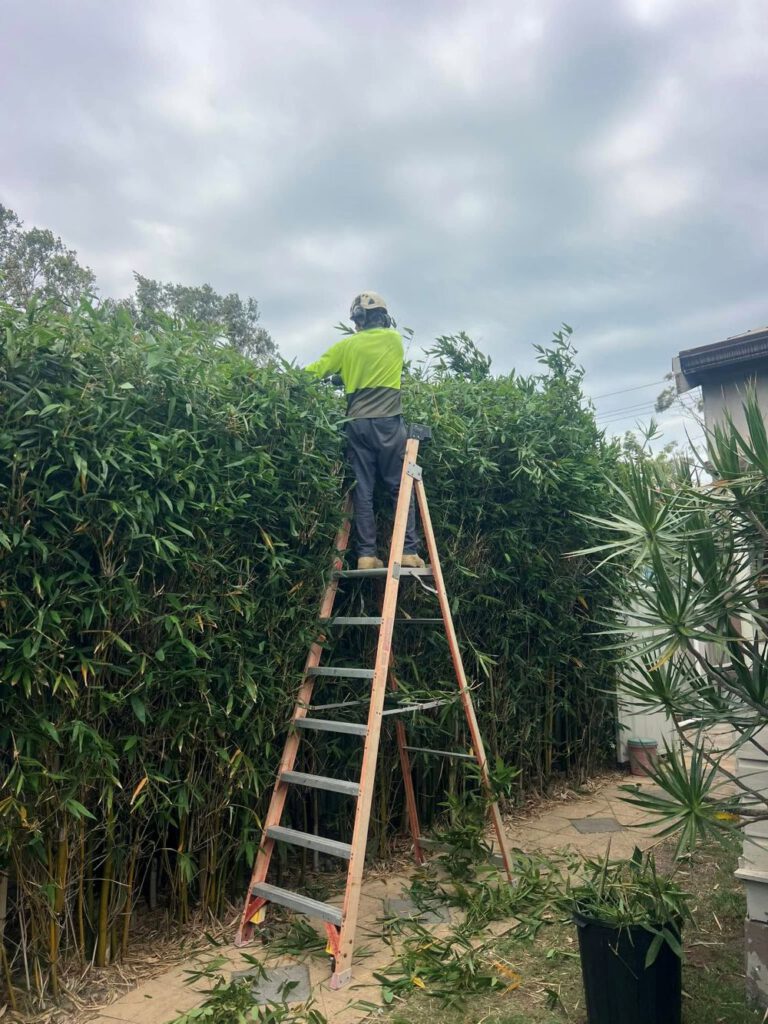 Hedging Plants: Easy-Care Options for Newcastle Gardens