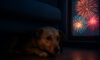 Firework Phobia Solutions: Comforting Tips for Pets