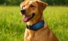 Solar-Powered Gadgets: Innovative Eco-Friendly Solutions for Pets