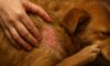 Flea Control: Effective Tips to Prevent Autumn Infestations