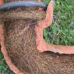 Tree Roots in Drains: Tackling Sutherland Shire’s Problem